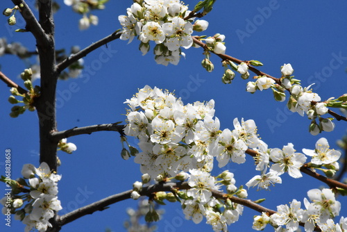 Delicate Cherry Blossom in Spring Bloom
