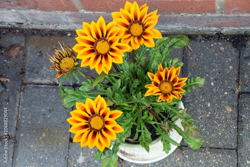 Cuadro en lienzo Yellow Gazania Flowers In Container Against Brick Wall