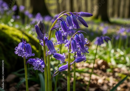 Enchanting Bluebells in Woodland Sunlight - A Springtime Floral Display.