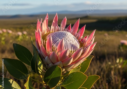 Majestic King Protea Flower in Full Bloom Against Natural Backdrop.