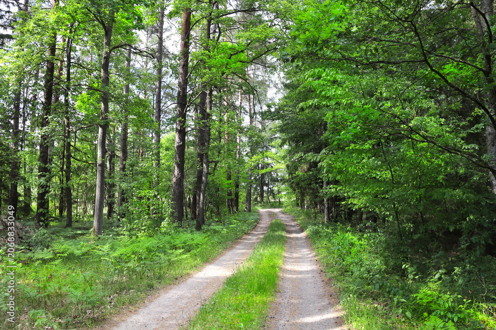 Fototapeta premium Picturesque landscape road in forest in sunny day. Beautiful scene with rays of sunlight in summer forest, Belovezhskaya Pushcha Nature Reserve. Woodland in national park Bialowieza Forest, Europe