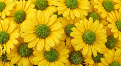 Vibrant yellow daisy flowers with green centers in full bloom.