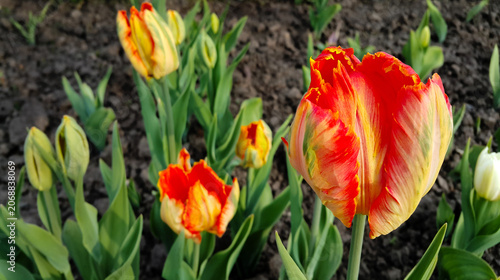 Vibrant Red and Yellow Parrot Tulip in Spring Garden