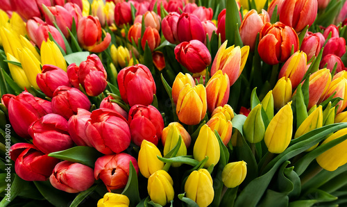 Bright Red and Yellow Tulips Floral Background