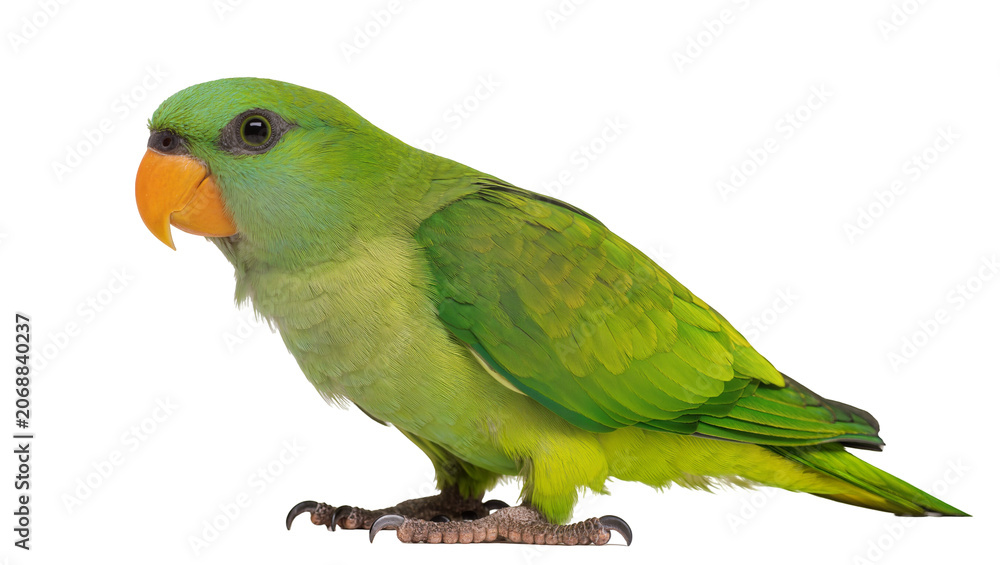 Obraz premium Bright green parrot with orange beak, isolated on transparent background