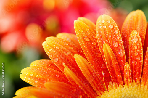 Orange Gerbera Daisy with Water Drops Macro on Colorful Bokeh Background