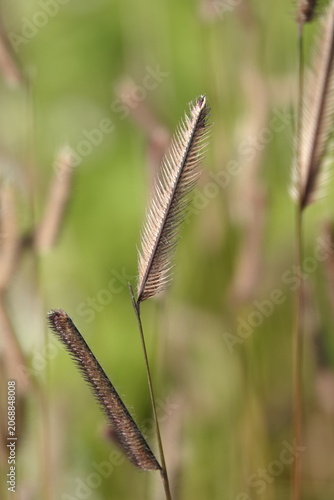 Bouteloua gracilis (buffalo grass) in a field