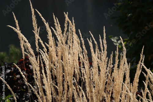 Plant - Calamagrostis acutiflora