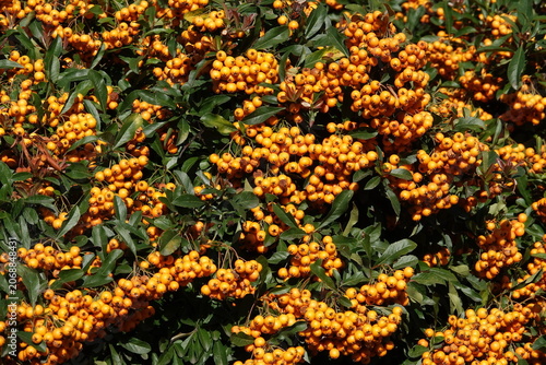 Pyracantha plant – bright orange berries