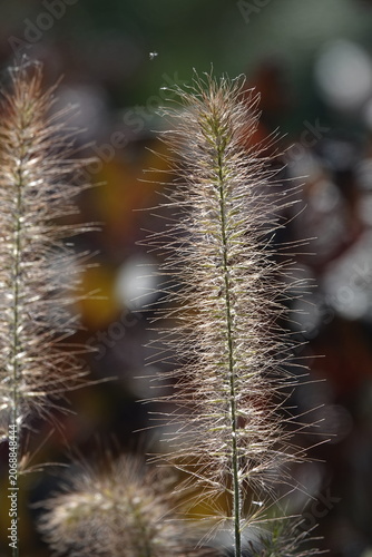 The plant Pinnacle foxtail