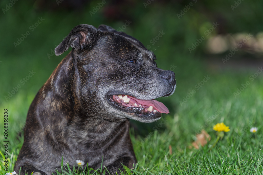Obraz premium Happy Brindle Staffordshire Bull Terrier Lying in Green Grass