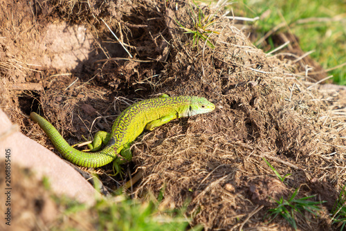 Western green lizard (Lacerta binileata) basking in the sun