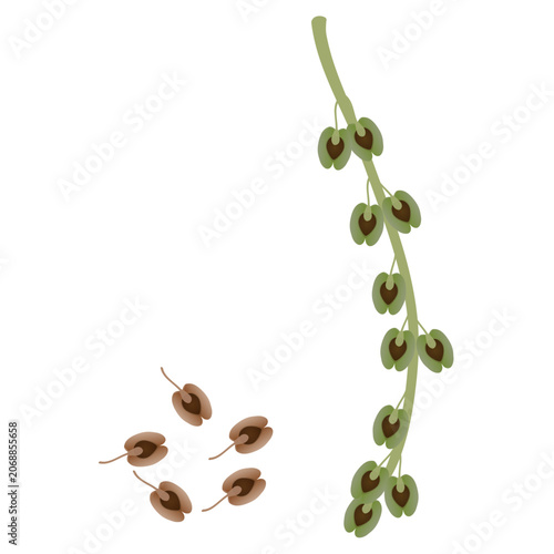 Green rhubarb fruits and its dry seeds on a white background..eps
