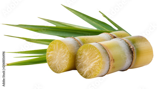 Foto Sugarcane stalks with green leaves, cut ends showing fibrous texture