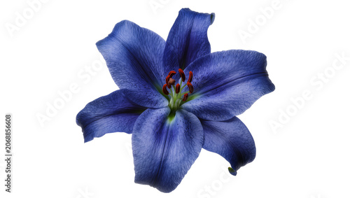 Obraz na plátně Deep blue lily flower with red stamens
