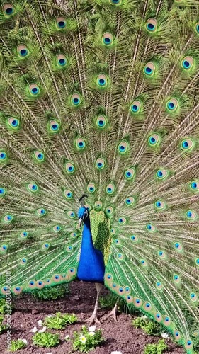 Beautiful male peacock displaying its vibrant plumage. The iridescent blue bird shakes its fanned tail feathers during a mating ritual