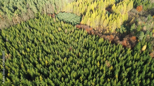 Фотография Sunlit reforestation zone with new pine growth