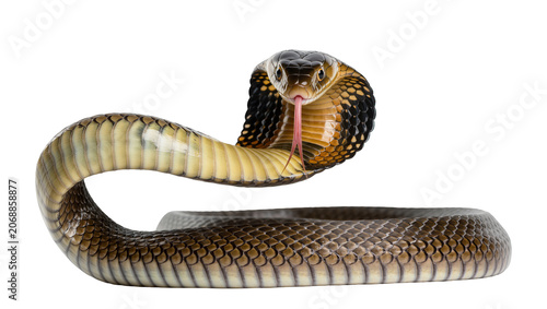 Bild auf Leinwand Cobra snake with hood flared and tongue flicking