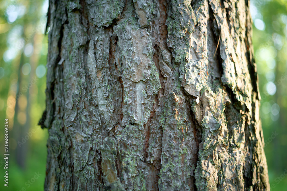 Fototapeta premium Nature background with rough tree bark texture