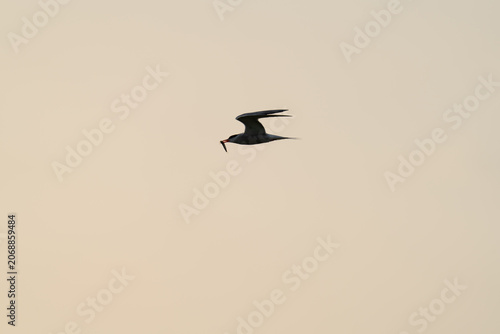 Seabird silhouette flying with fish
