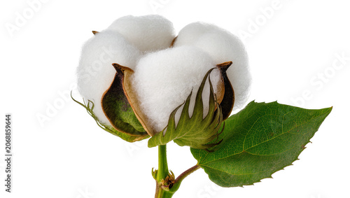 Photos Cotton boll with green leaf and stem