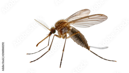 Fotografie Detailed macro view of a mosquito with translucent wings and segmented body