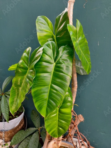 Lush tropical foliage with glossy heart‑shaped leaves