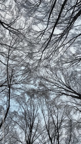 Roll Camera Movement Of Snowy Tree Canopy In Winter Forest