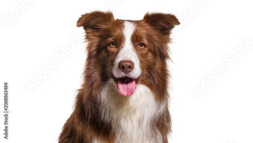 Obraz na plátne Brown and white Border Collie dog portrait