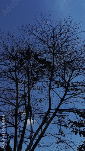 Silhouette of a Large Bird Perched on Leafless Tree Against Dusk Sky.