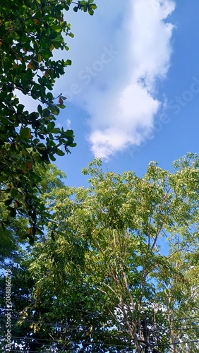 Sunlight filtering through vibrant green leaves on a clear summer day.