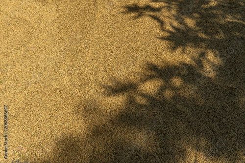 Full frame background texture of golden harvested rice grains drying under vibrant morning sunlight with dappled tree leaf shadows, perfect for an organic farming agricultural crop production backdrop