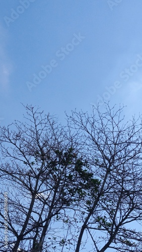 Bare winter trees reaching into a clear blue sky with sunlight.