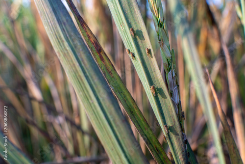 Macro shot of several brown planthopper insects crawling on a green rice paddy leaf under warm natural sunlight, agricultural crop pest infestation and plant disease risk texture background fine