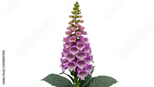 Foto Purple foxglove flower with green leaves
