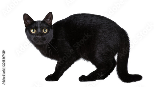 Fotografie Black cat with yellow eyes looking forward