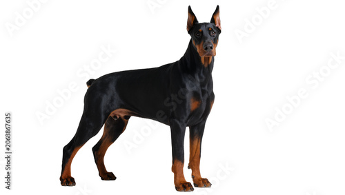 Tableau sur toile Black and tan Doberman Pinscher standing alertly