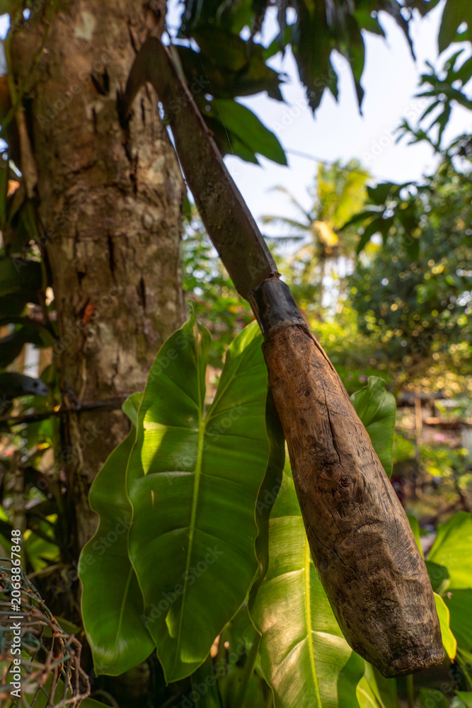 Fototapeta premium Close up of a traditional Indonesian curved sickle knife tool stuck on a tree trunk surrounded by large fresh green leaves under bright natural morning sunlight, rural farming agriculture texture crop