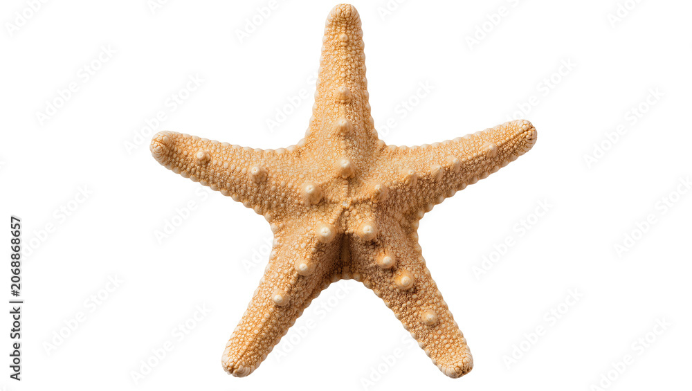 Fotografie Starfish marine echinoderm with five arms