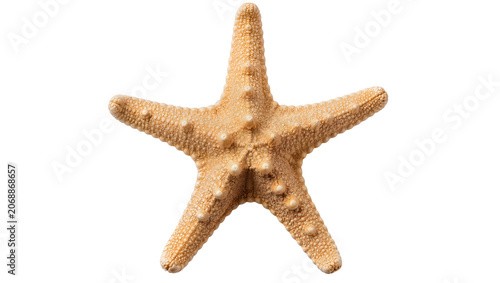 Bild auf Leinwand Starfish marine echinoderm with five arms