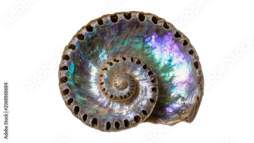 Quadro em tela Iridescent Paua Shell Spiral with Perforated Edge