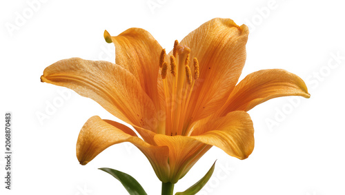 Obraz na plátne Orange lily flower with visible stamens and pistil