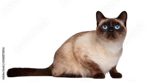 Canvastavla Siamese cat with bright blue eyes sitting