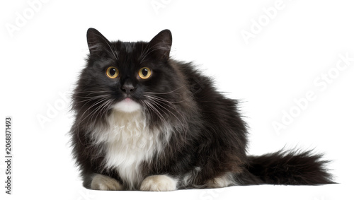Fotografie Fluffy black and white cat with yellow eyes sitting
