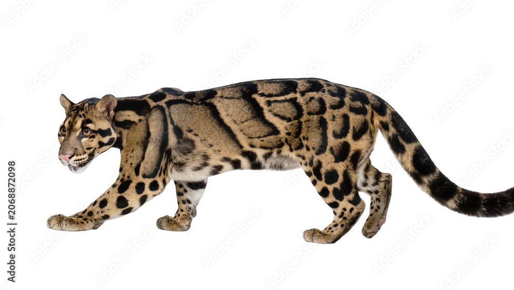 Naklejka premium Clouded leopard walking with distinctive cloud-like markings