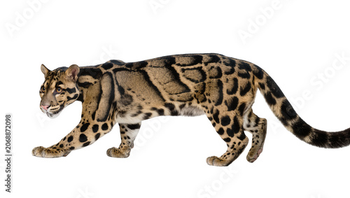 Fotografie Clouded leopard walking with distinctive cloud-like markings