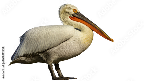 Foto Dalmatian pelican with orange beak and yellow neck feathers