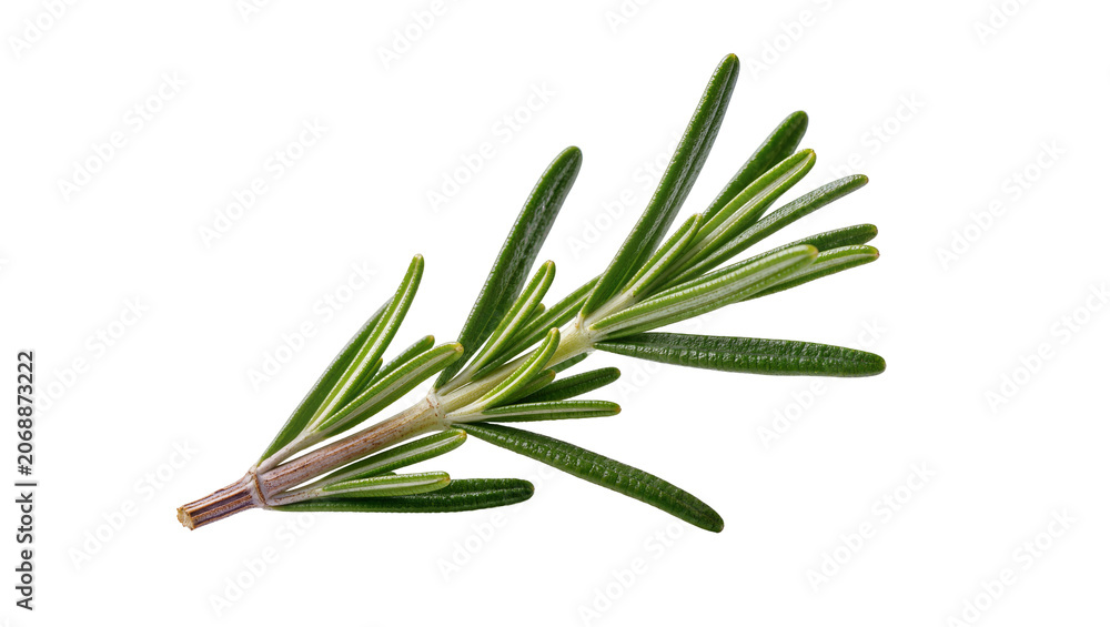 Fototapeta premium Fresh green rosemary sprig with needle-like leaves