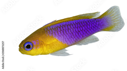 Fotografie Yellow and purple damselfish with blue eye