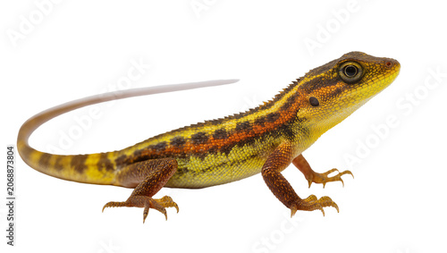 Foto Yellow and orange spiny lizard with patterned scales